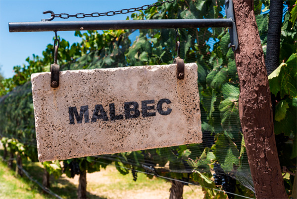 Malbec Wine – Understand Flavors, Their Pairings, Origins and Terroirs, and Health Benefits of Resveratrol