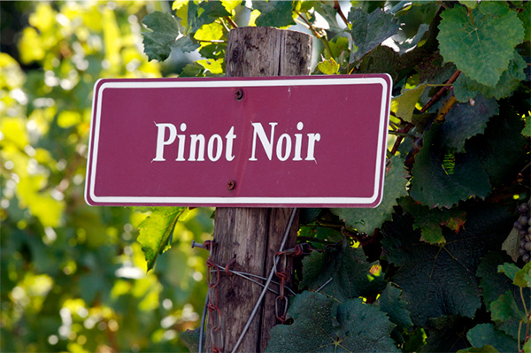 Pinot Noir Wine - Discover All Its Elegance and Harmonies