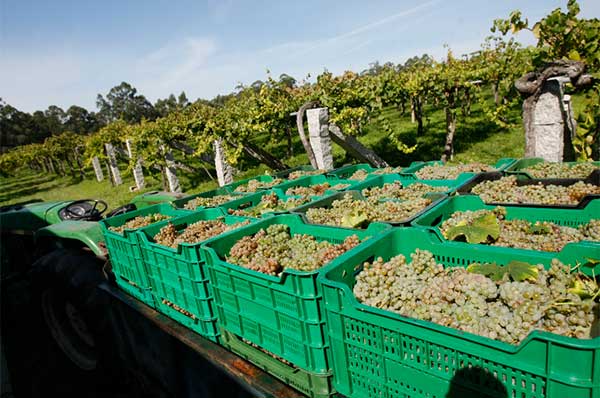 Albariño grapes Spanish wine – a practical guide