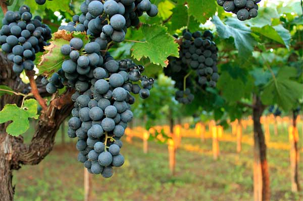 Grapes Montepulciano dAbruzzo Wine – Basic Guide