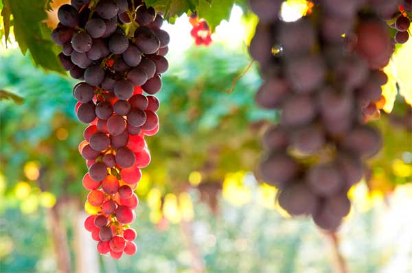 Grapes - Valpolicella – Discover the wines, grape varieties and the region