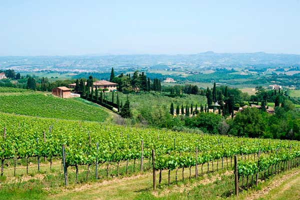 Production Rules Brunello di Montalcino, a classic Tuscan wine