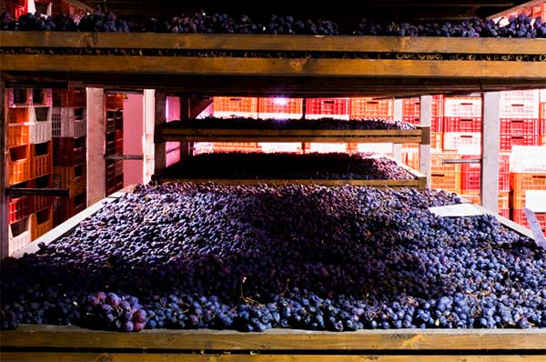 Production - Valpolicella – Discover the wines, grape varieties and the region