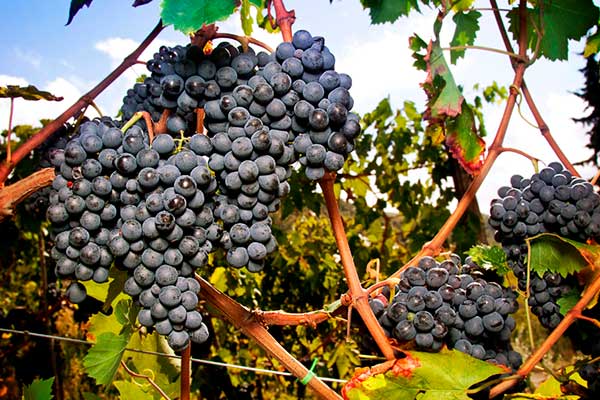 Sangiovese Grapes - Italian Wine – The Frontier of Knowledge About Wines