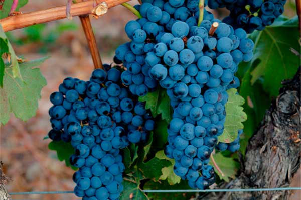 Tempranillo grapes Spanish wine – a practical guide