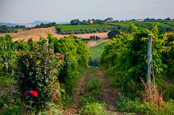 Terroir Montepulciano dAbruzzo Wine – Basic Guide