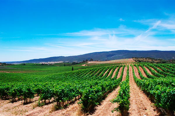 Region Alentejo Wine and the Richness of the Beautiful Region of Portugal