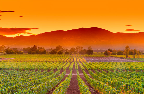 Exploring California Wine Diversity, Innovation, and Global Appeal 2